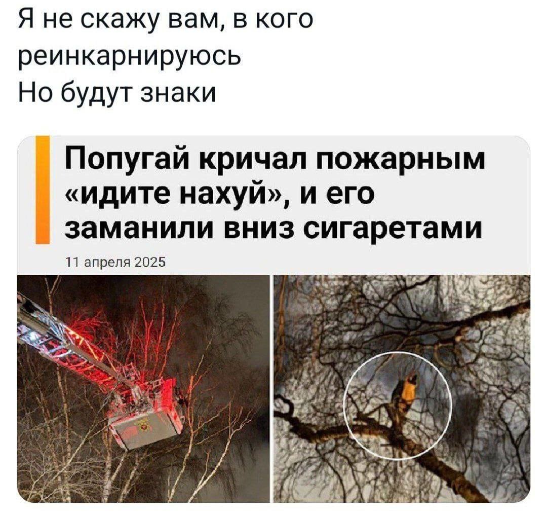 ���������� #2336264