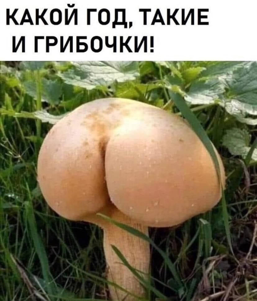���������� #2336646