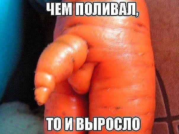 ���������� #2336647
