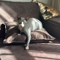 ���������� #2336863