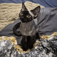 ���������� #2330729