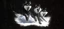 Stray dogs =)