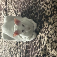 ���������� #2337486