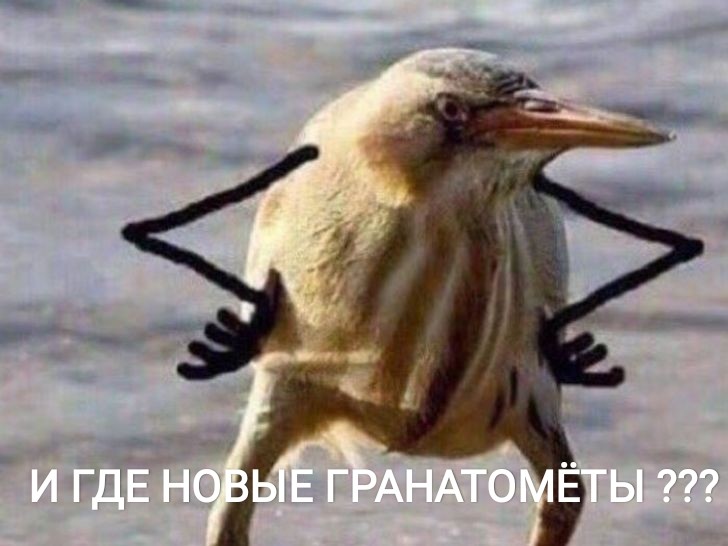 ���������� #2337537