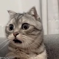 ����� � ������ �� �������