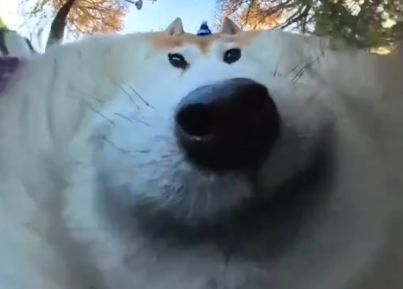 ���������� #2338842