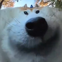 ���������� #2338842