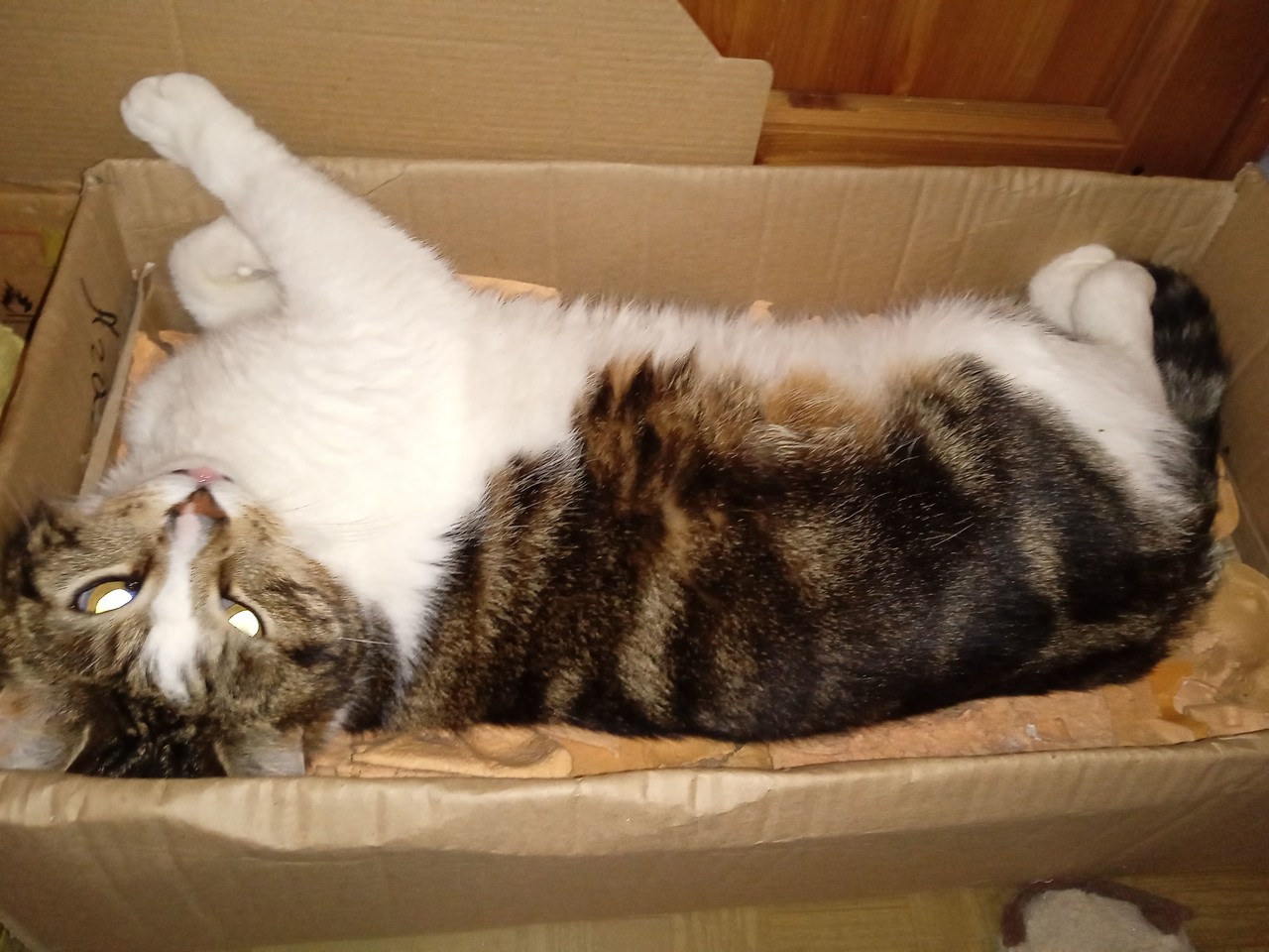 cat + box  = infinite joy =)