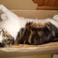 cat + box  = infinite joy =)