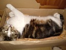 cat + box  = infinite joy =)
