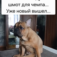 ���������� #2341255