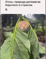 ��������� ����������, ��������