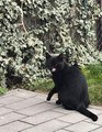 ��� ������ - ����� ����.)