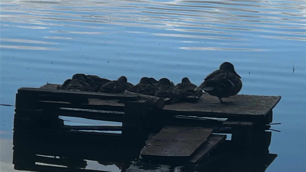 C036CB00-E961-400D-A0FE-B07F8E440423.jpeg