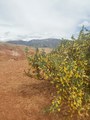 IMG_20210626_121817.jpg