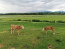 IMG_20210622_182555.jpg