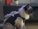 IMG_4248.jpeg
