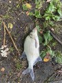 IMG_0493.jpeg