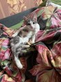 IMG_0058.jpeg