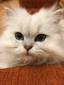 ����