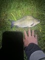 IMG_2118.jpeg