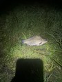 IMG_2120.jpeg