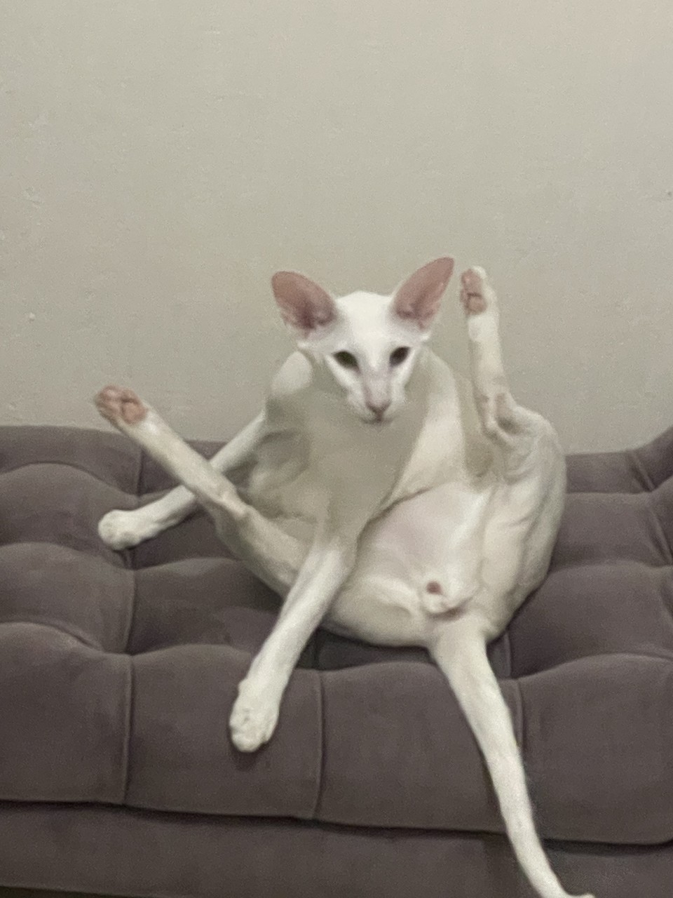 IMG_0079.jpeg