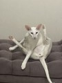 IMG_0079.jpeg