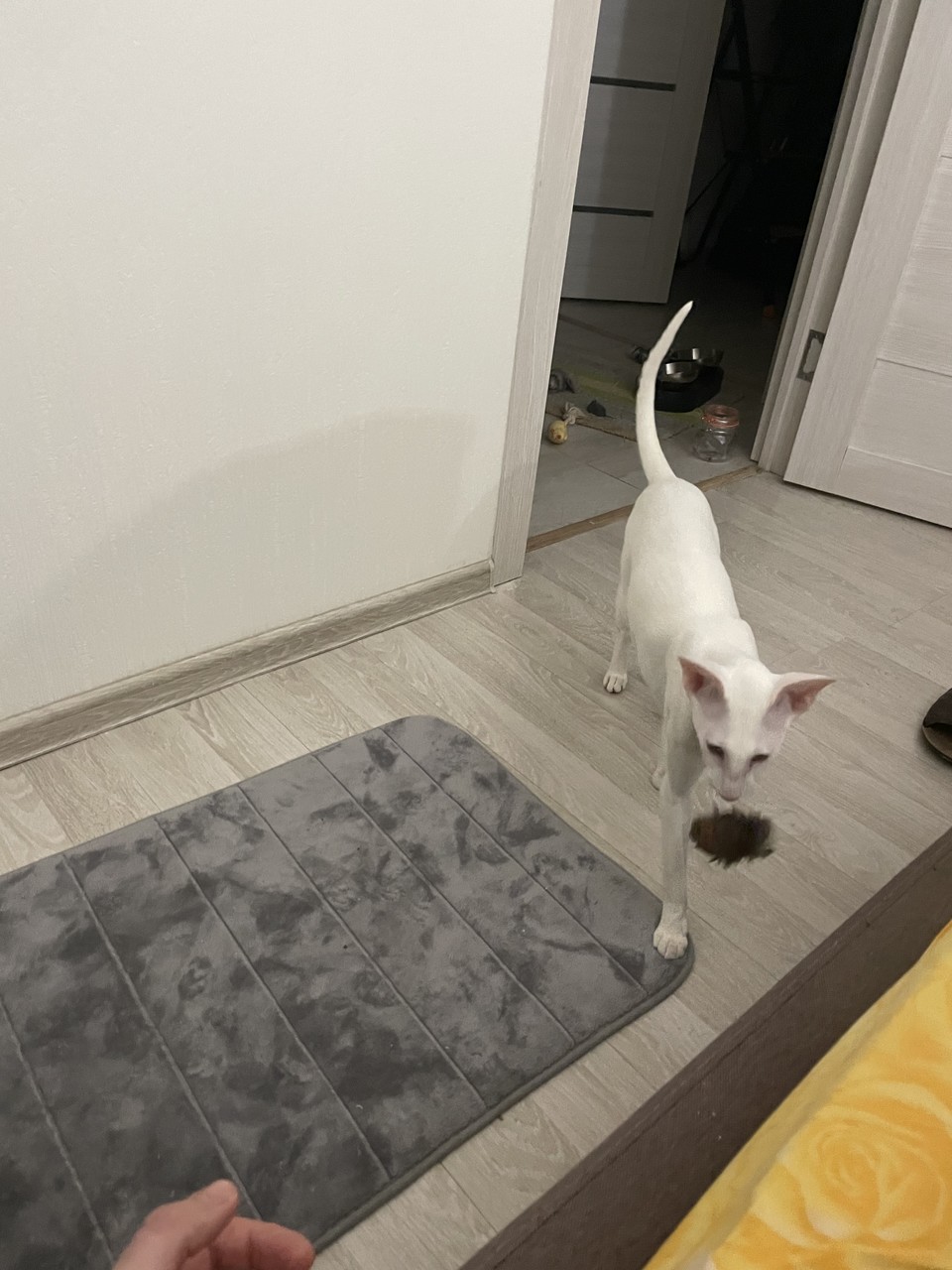 IMG_3701.jpeg