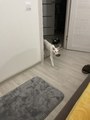 IMG_3700.jpeg