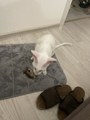 IMG_3697.jpeg
