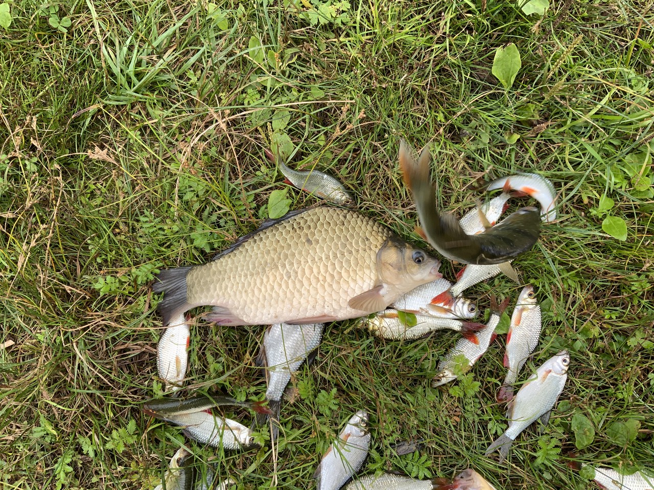 IMG_0507.jpeg