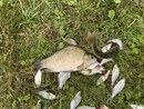 IMG_0507.jpeg