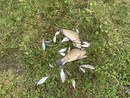 IMG_0506.jpeg