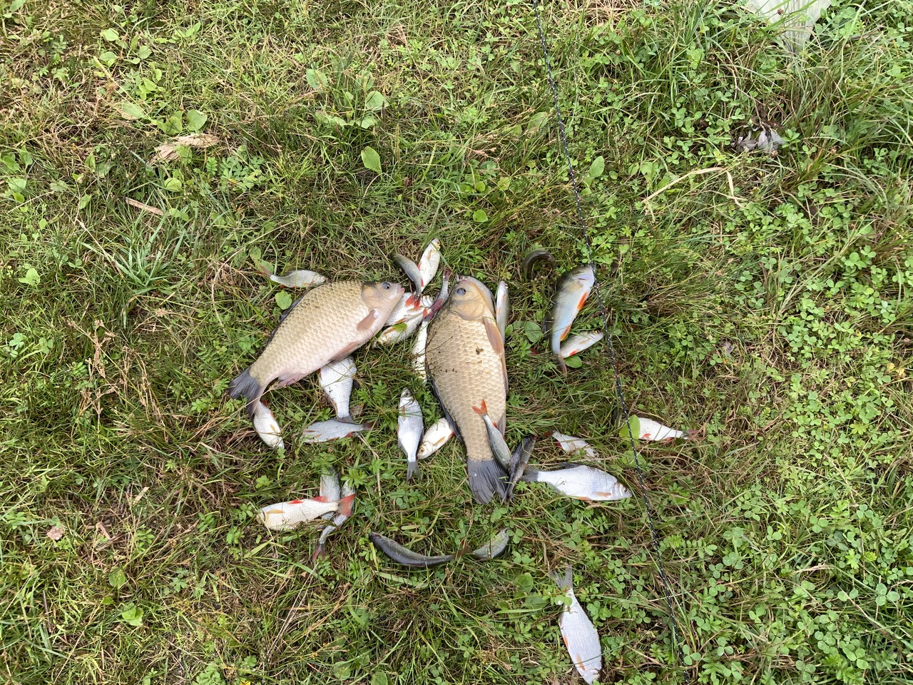 IMG_0505.jpeg