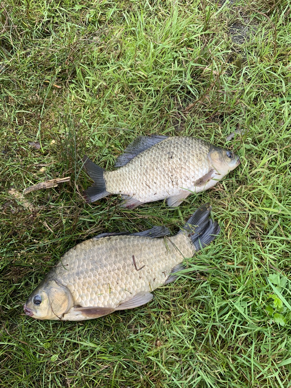 IMG_0509.jpeg