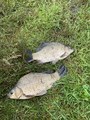 IMG_0509.jpeg