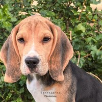 ���������� #2347063
