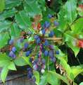 ������� �������������  Mahonia aquifolium