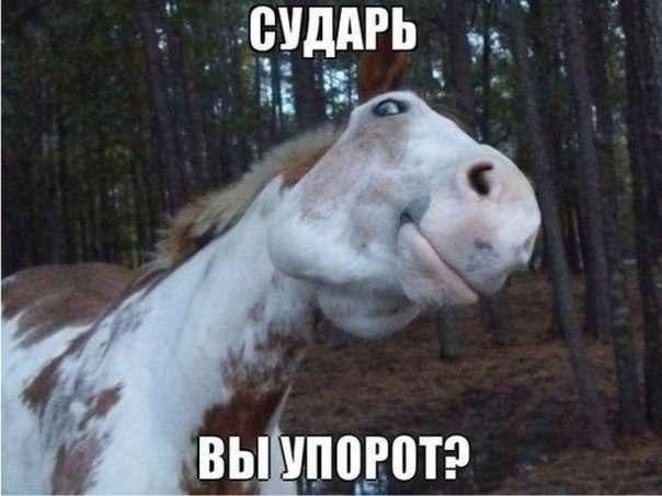���������� #2041326