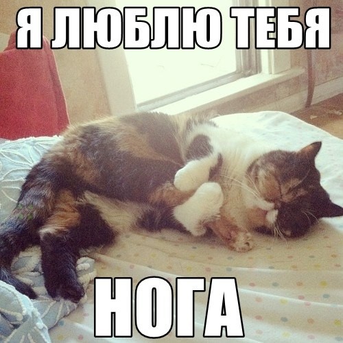 ���������� #2041437
