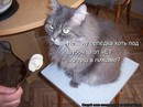 ���������� #2046965