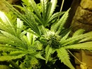 WW (Nirvana Seed)