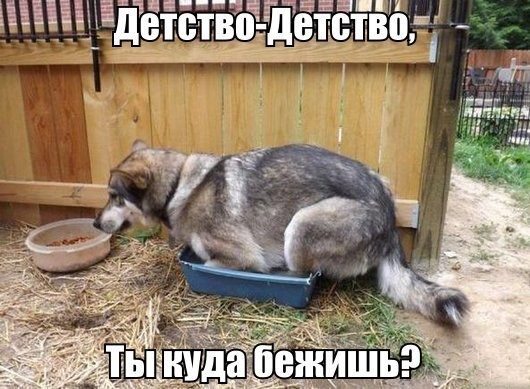 ���������� #2051039