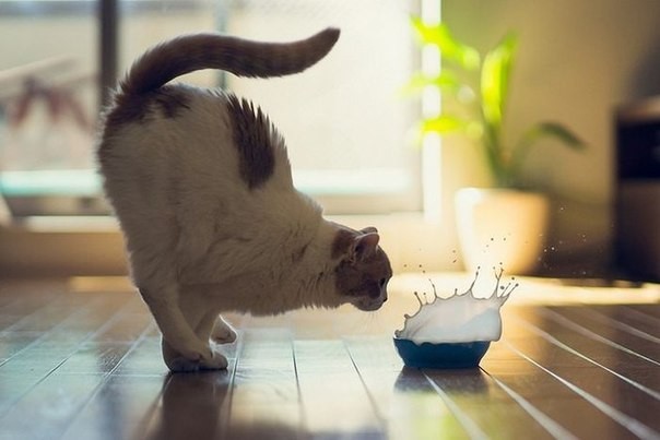 ���������� #2051059