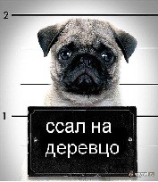 ���������� #2053328
