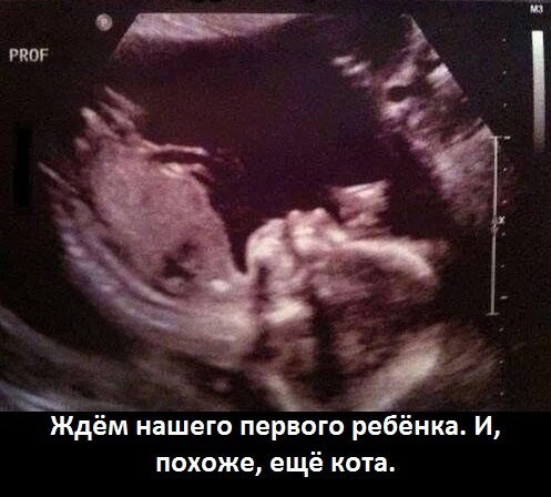 ���������� #2050468