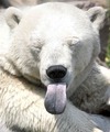 ;P