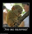 ���������� #2064296
