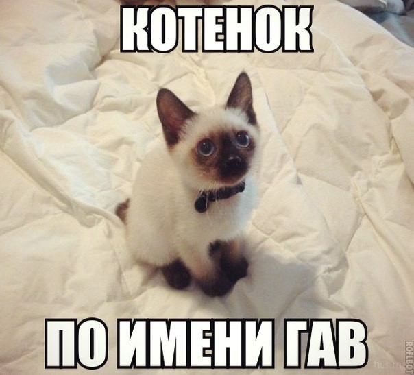=^.^=